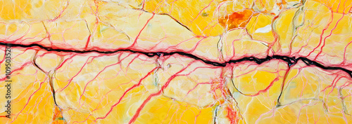 Active muscle cells under a microscope, displaying vibrant, dynamic movement. The close-up reveals intricate cellular structures and intense muscle activity, highlighting the strength and energy of mu photo