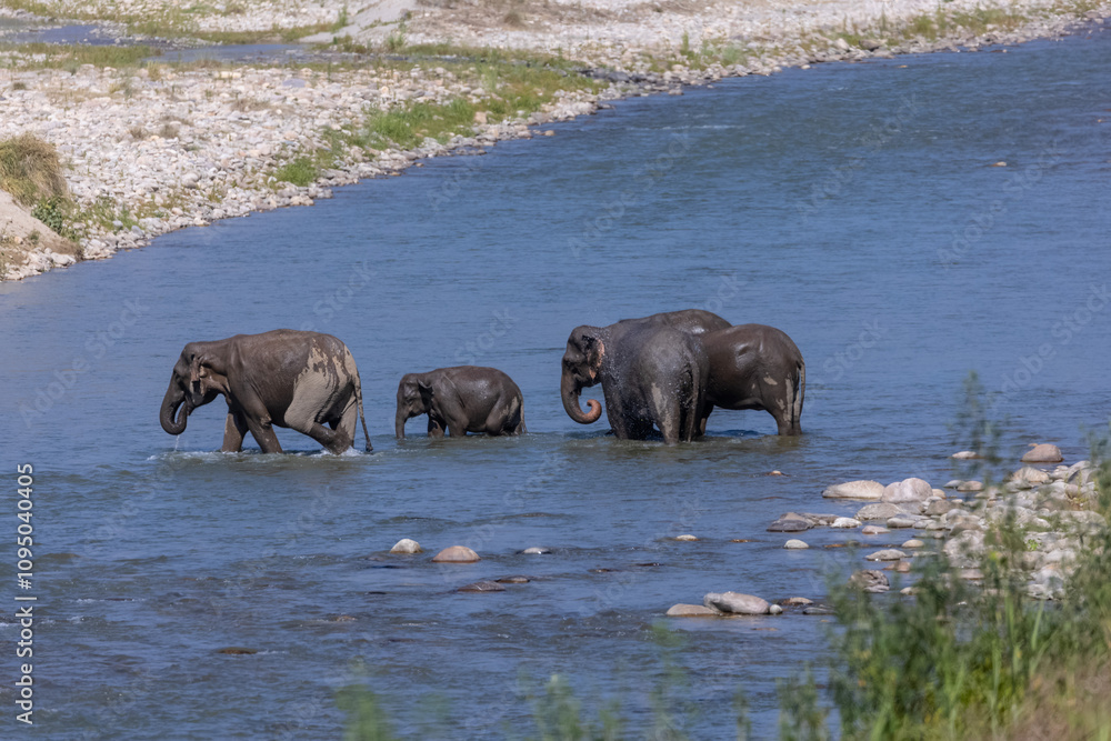 Asiatic elephant (Elephas maximus) crossing the river at corbett forest.
Asiatic elephant (Elephas maximus) crossing the river at corbett forest.