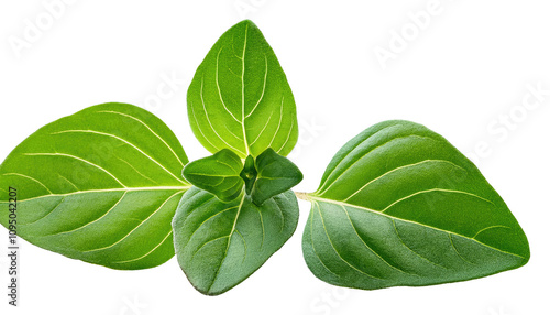 Oregano leaves isolated on white or transparent background PNG 