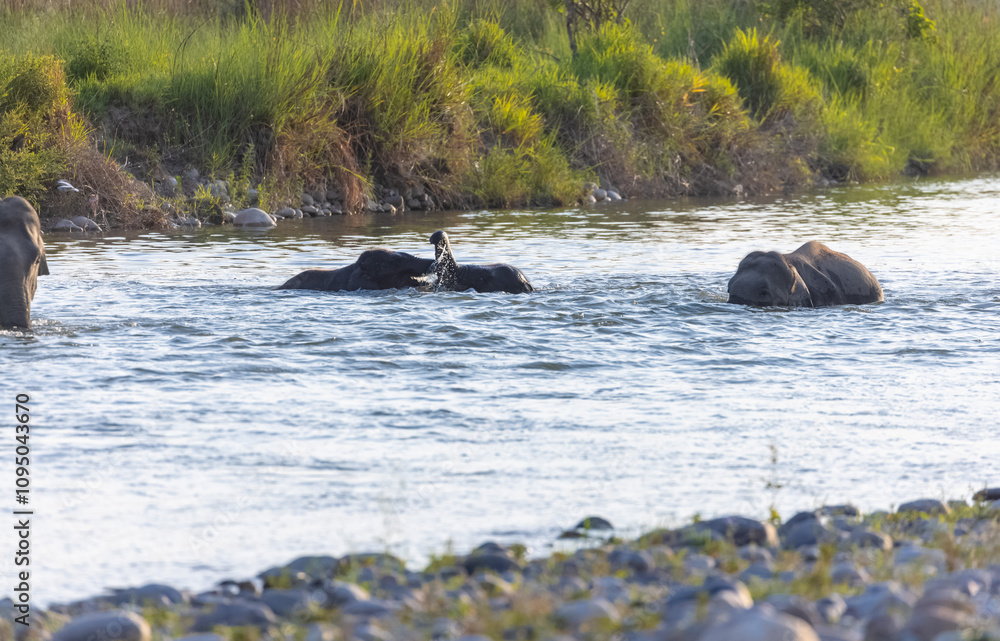 Fototapeta premium Herd of Asiatic elephant (Elephas maximus) crossing the river at corbett forest.