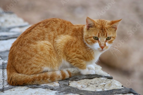 Cat in the middle of the Medina, Tunisia. photo