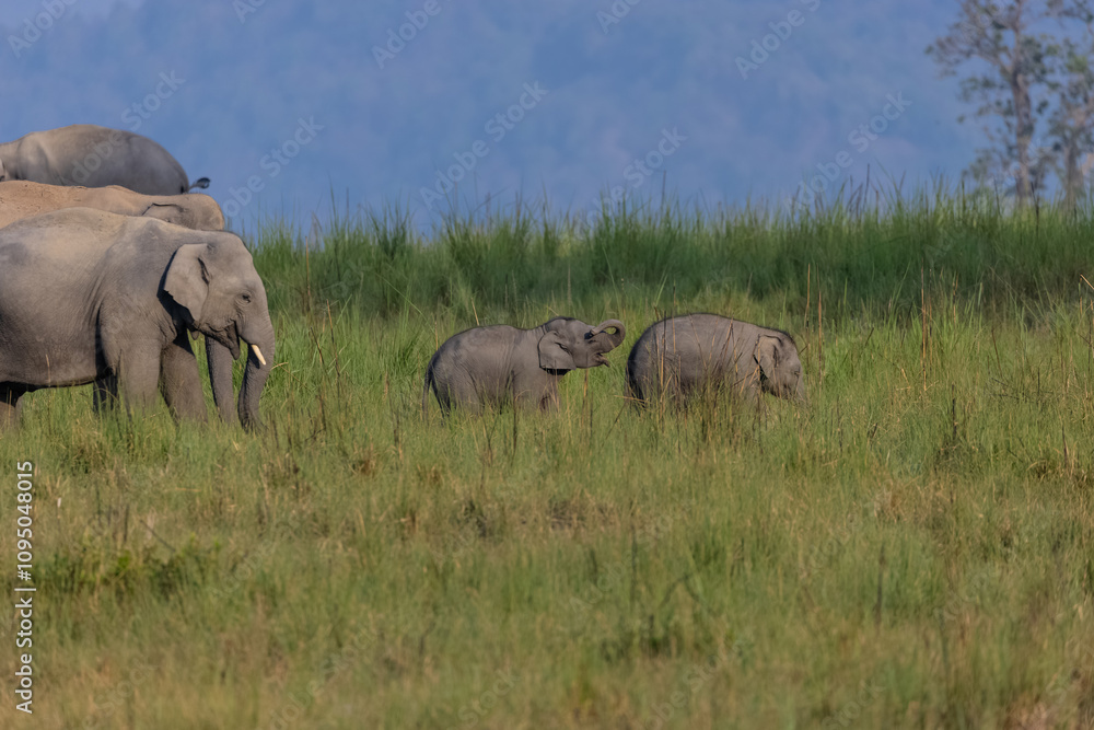 Herd of Asiatic elephant (Elephas maximus) at the grassland of forest to eat grass. Herd of Asiatic elephant (Elephas maximus) at the grassland of forest to eat grass.