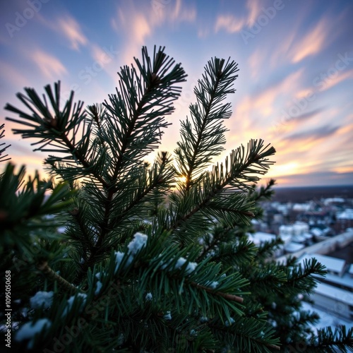  Christmas branches christmas tree holiday winter festive celebration 