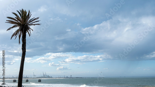 Palm tree on the coast, Port Elizabeth South Africa harbor cranes, Indian ocean waves and cloudy blue sky