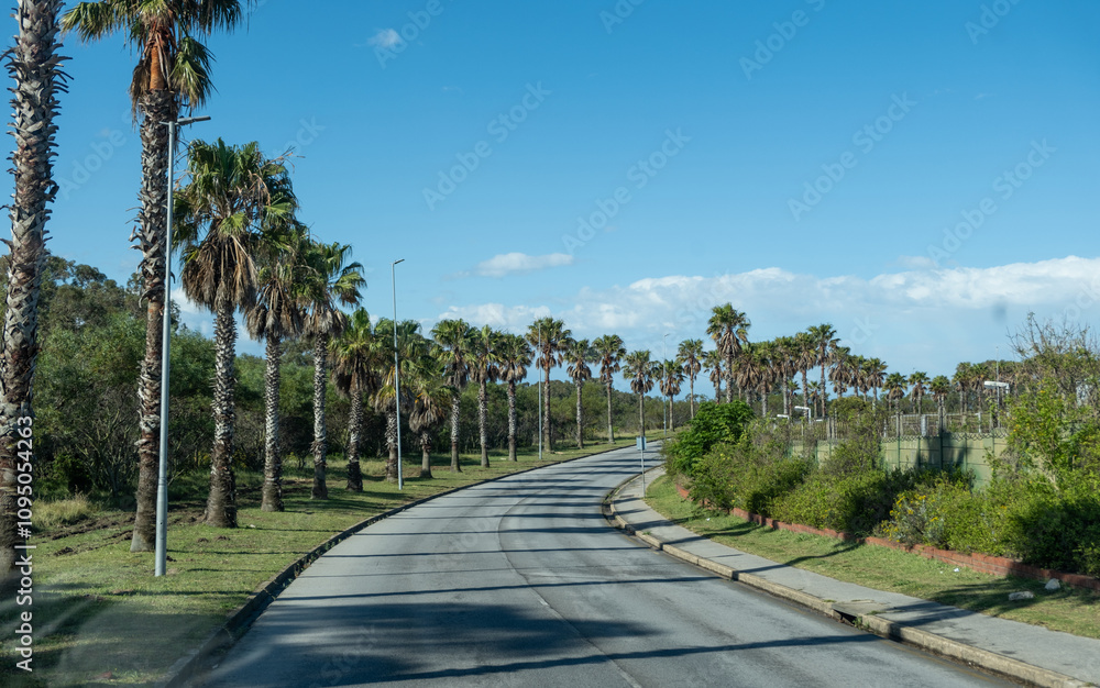 Palm trees along the empty road, blue sky, sunny day Palm trees along the empty road, blue sky, sunny day