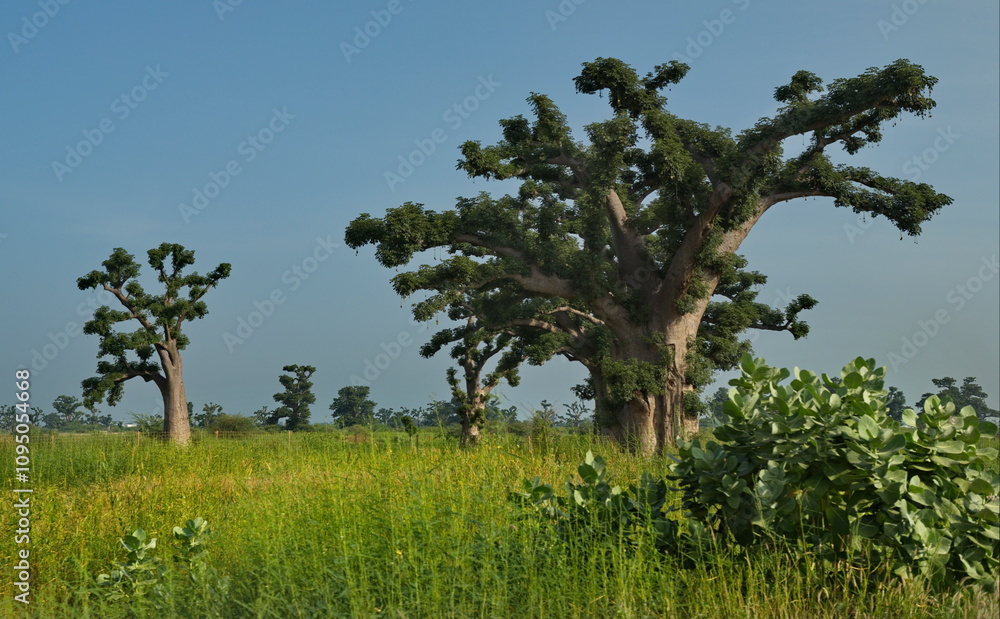 West Africa. Senegal. A picturesque panorama with lonely huge baobabs on a peanut field in the rays of the setting sun. West Africa. Senegal. A picturesque panorama with lonely huge baobabs on a peanut field in the rays of the setting sun.