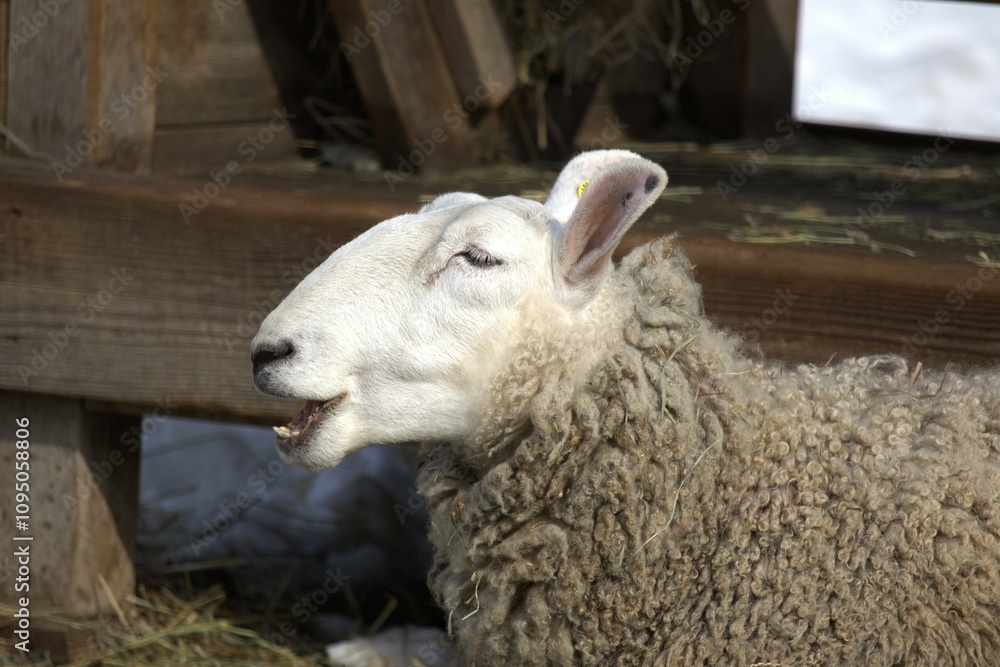 Close-up of a North County Cheviot Sheep bleating