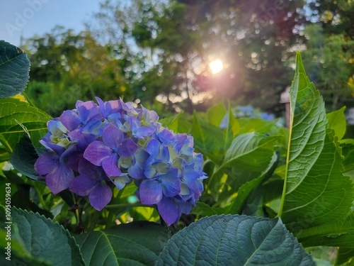 Purple blue Hydrangea flower with sun shining through the trees in the background