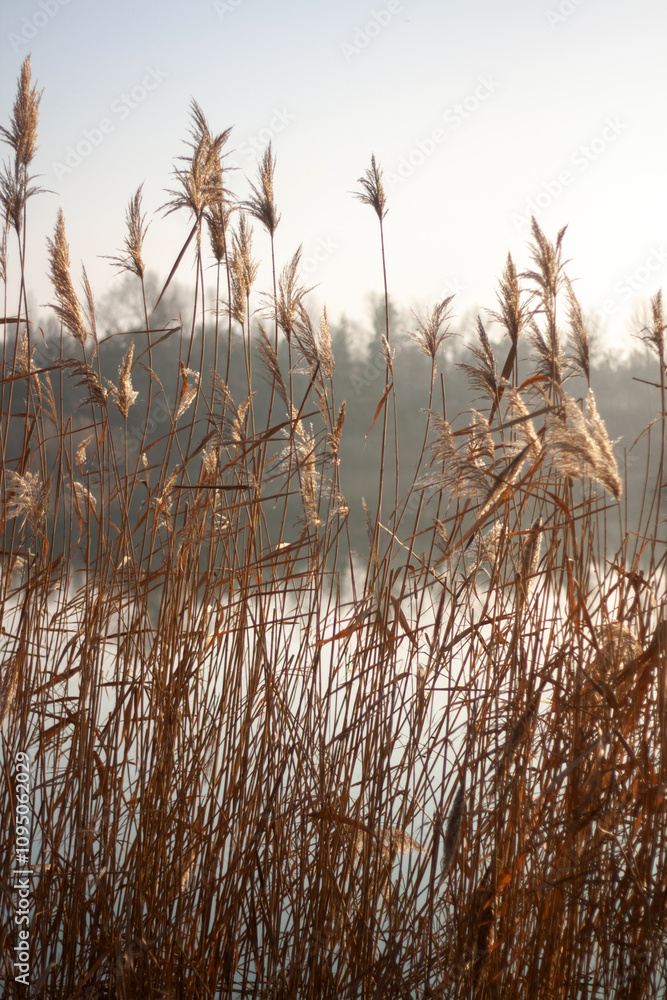 Obraz premium misty morning on the river