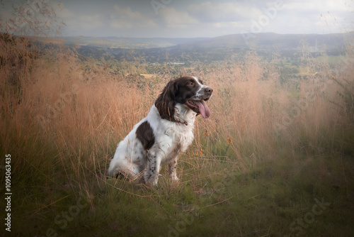 Obraz na płótnie English Springer Spaniel