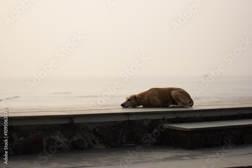 dog on the beach side wall sleeping and thinking