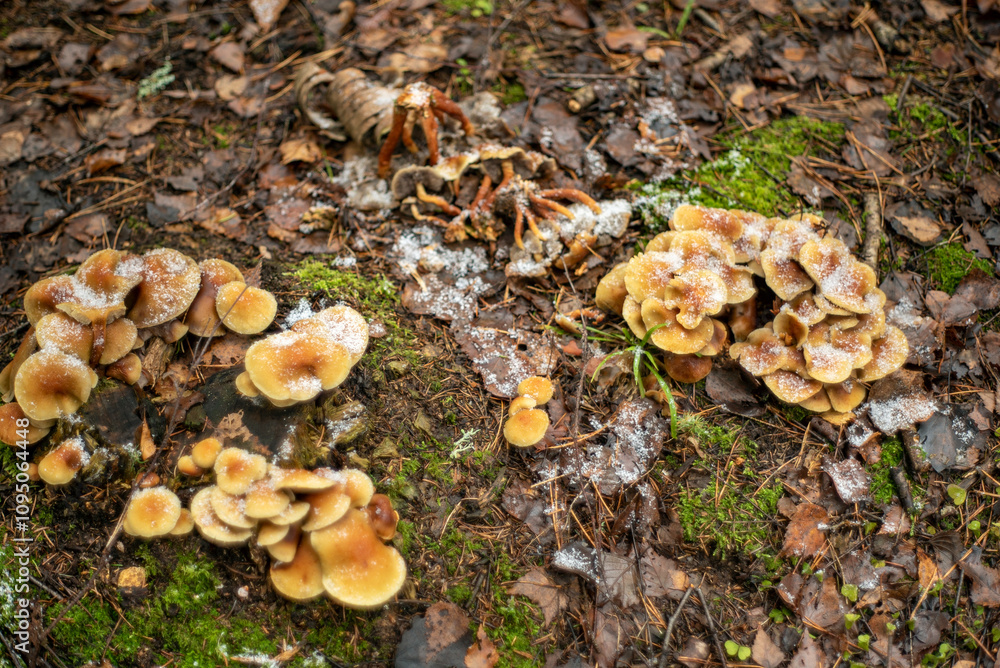 honey mushrooms and snow honey mushrooms and snow