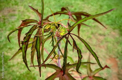 leaves of a Hibiscus Coccineus plant