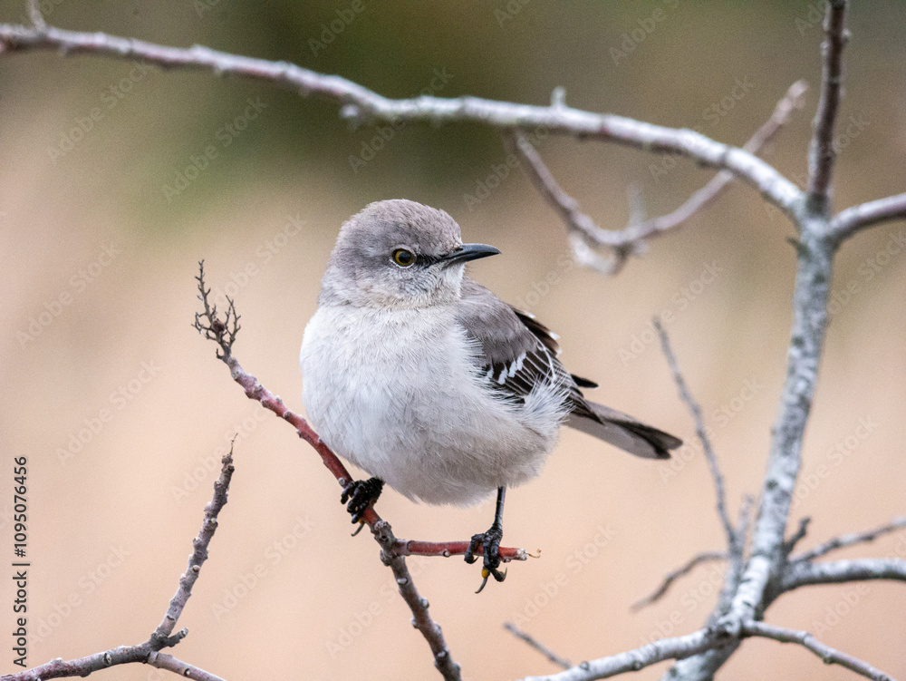 Cute Northern Mockingbird on tree in the winter Cute Northern Mockingbird on tree in the winter