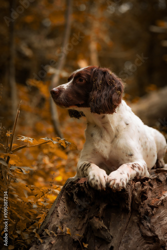 english springer spaniel