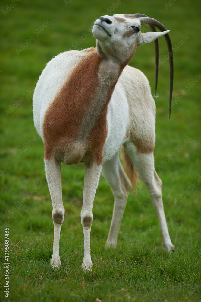 Scimtar Antelope 3 Scimtar Antelope 3