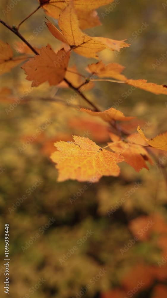 Bright autumn leaves on a tree. A cinematic flight with a view of the golden leaves. A light mountain forest. The change of season. Bright autumn leaves on a tree. A cinematic flight with a view of the golden leaves. A light mountain forest. The change of season.