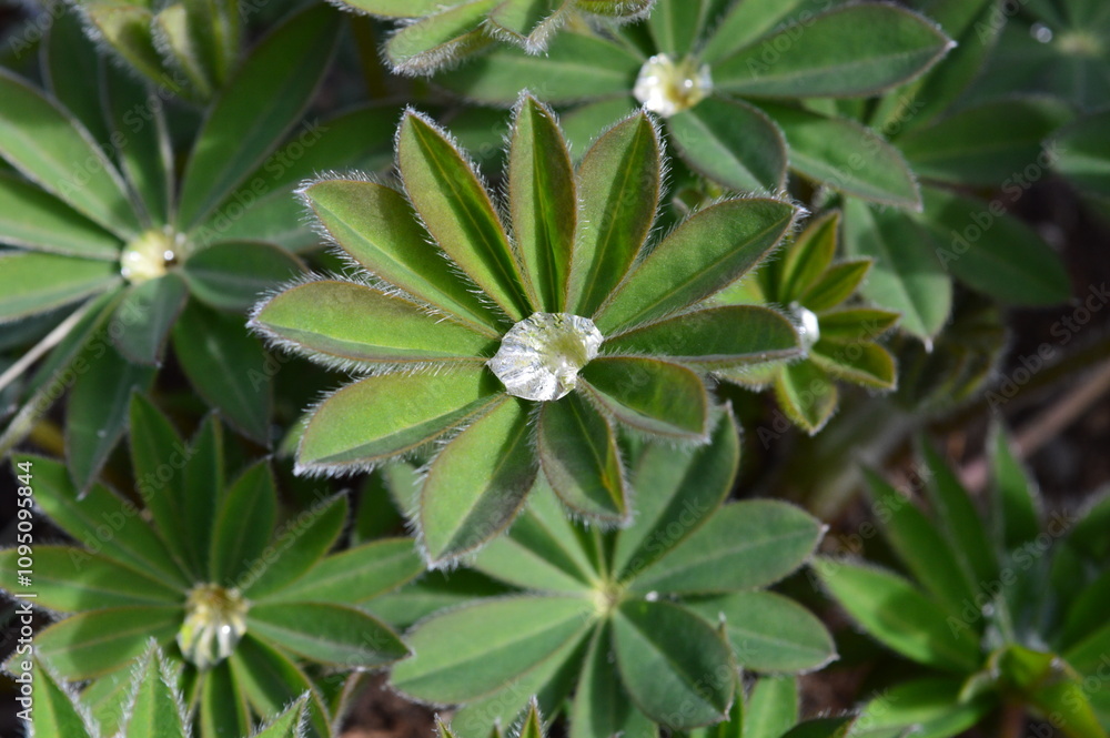 Obraz premium Water Droplet on Plant