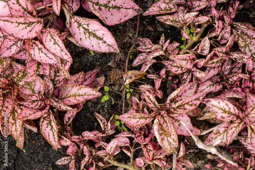 pink plants in the garden