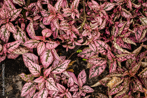 pink plants in the garden