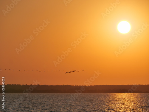 Lange Ketten von Kranichen fliegen in Formation vor der tief stehenden Sonne am Prerower Strom in Mecklenburg-Vorpommern im Oktober