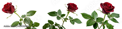 Red dark rose flowers isolated on white background