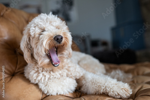 Sweet Mini Goldendoodle Yawning on Leather Chair 