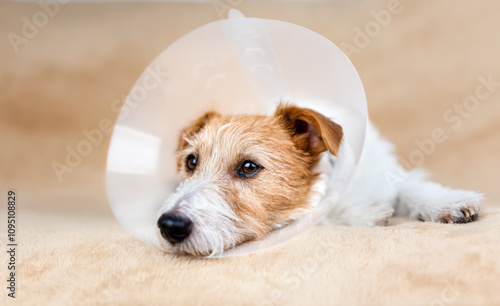 Face of a healthy cute recovering dog with funnel collar. Protection after castration surgery.