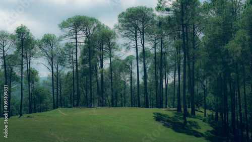 Beautiful Valley With Pine Trees of Ranikhet Uttarakhand Cinematic Moody Effect photo