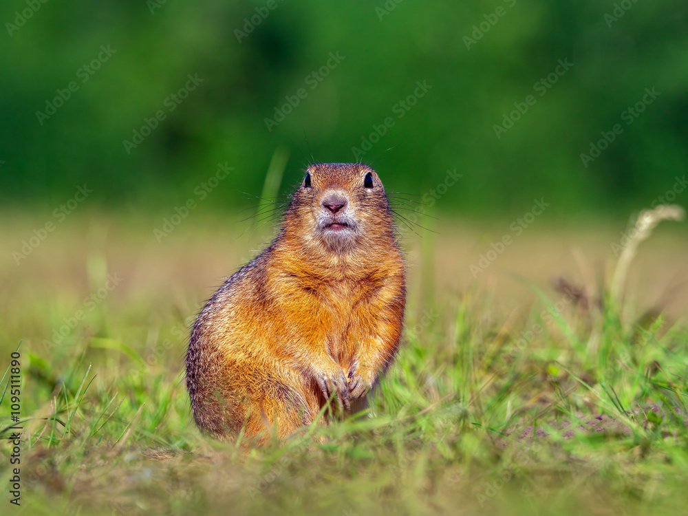 Prairie dog looking at a camera on a grassy field. Close-up Prairie dog looking at a camera on a grassy field. Close-up