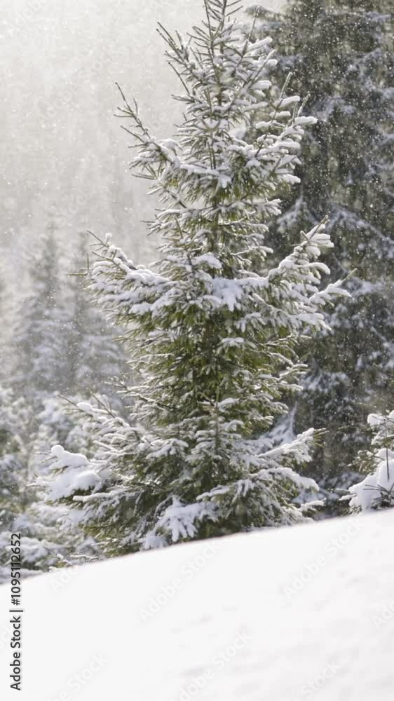 Gentle snowfall transforms tranquil forest into winter wonderland with snow-covered trees creating peaceful xmas atmosphere. Snowy forest with tall evergreen trees covered in white snow. vertical shot Gentle snowfall transforms tranquil forest into winter wonderland with snow-covered trees creating peaceful xmas atmosphere. Snowy forest with tall evergreen trees covered in white snow. vertical shot