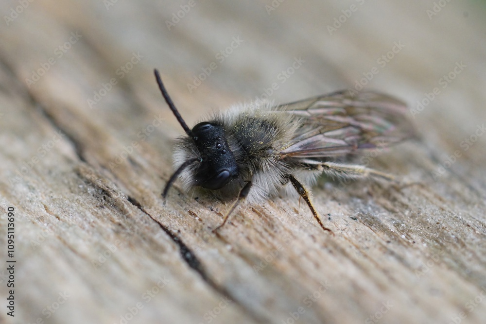 Closeup on a fresh emerged grey colored male Clarke's mining bee, Andrena clarkella Closeup on a fresh emerged grey colored male Clarke's mining bee, Andrena clarkella