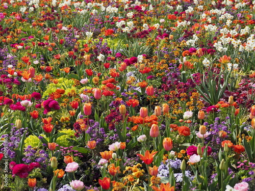 Wunderschönes Blumenbeet photo