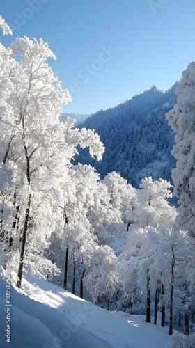 The snow-covered trees in the valley were coated with white rime, creating an atmosphere of tranquility and beauty