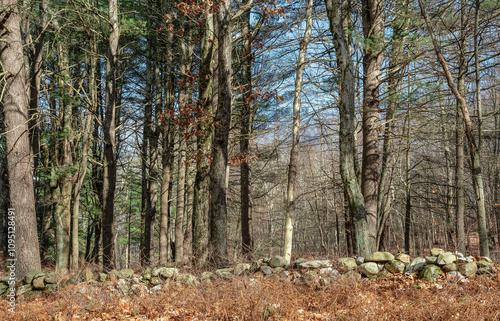 the forest behind the wall