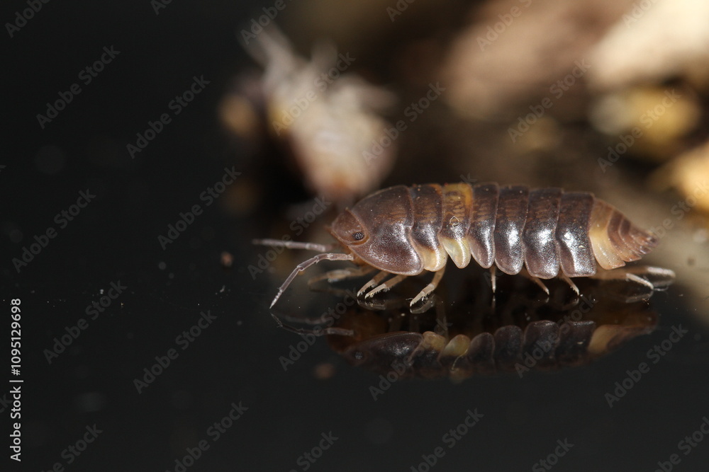 isopods woodlouse pill bugs cubaris R13 ugly ducky
isopods woodlouse pill bugs cubaris R13 ugly ducky