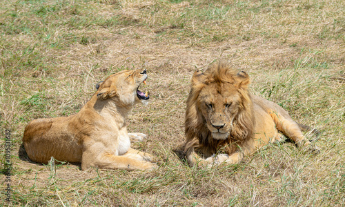 Wallpaper Mural Simiyu is an administrative region of Tanzania. It was created in March 2012, being until then part of the Shinyanga Region. Its capital is the city of Bariadi. Torontodigital.ca