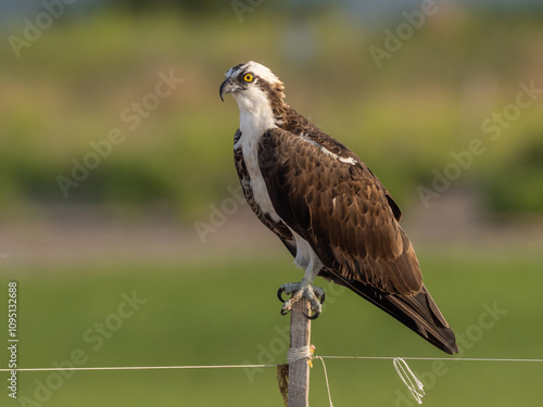 Osprey perched on a narrow post. photo