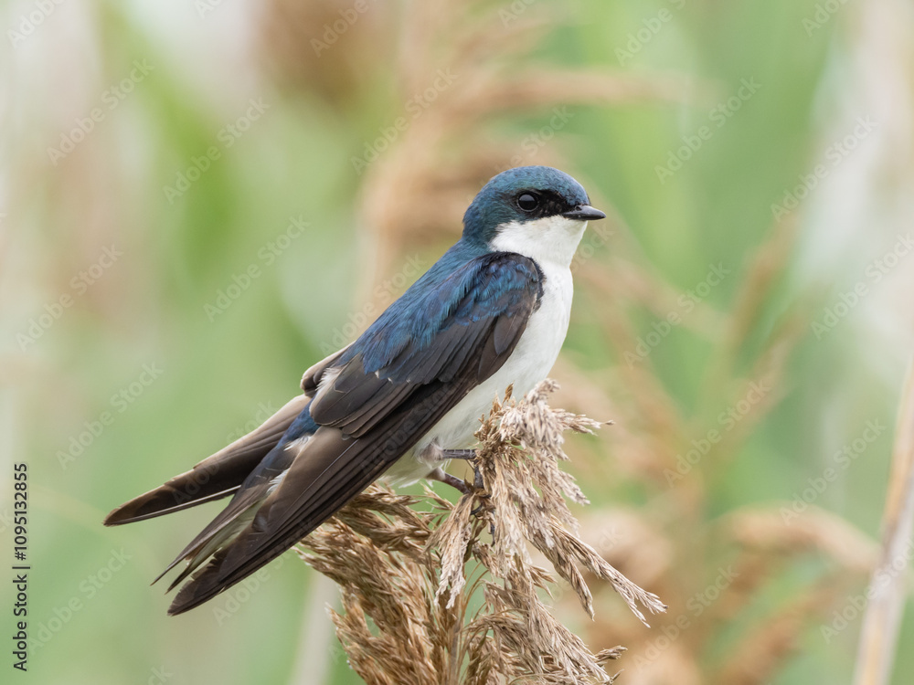 Obraz premium Close up of a Tree Swallow perched on the seed head of some reeds.