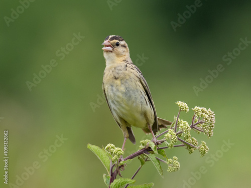 Close up of a female Bobolink perched of the top of a plant stalk photo