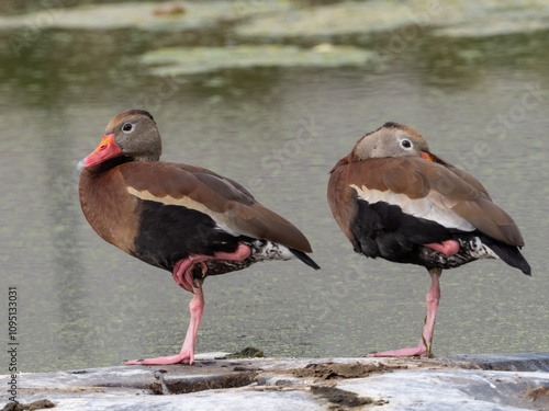 Close up of a pair of Black-bellied Whistling Duck roosting on a log in a pond. photo