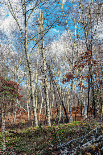 afternoon  in the woods of the quabbin  reservoir photo