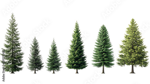 Different types of pine trees, white isolate background