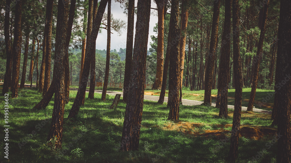 Obraz premium Long Pine Trees At Ranikhet, Uttarakhand, India