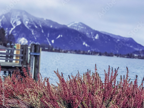 Snowy Landscape by a Lake in Bavaria Near the Foothills of the Alps with Heather in the Foreground