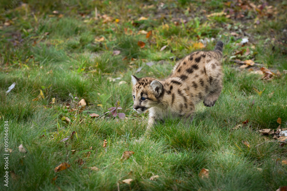 Cougar Kitten (Puma concolor) Runs Left Along Ground Back Legs Up Autumn
