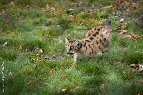 Cougar Kitten (Puma concolor) Runs Left Along Ground Back Legs Up Autumn photo