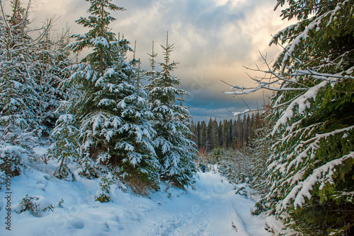 Winter snow-covered landscape in the mountains. Spruce forest and mountains. Path in spruce forest in the snow photo