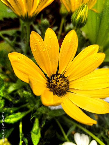 fleur à pétales jaunes