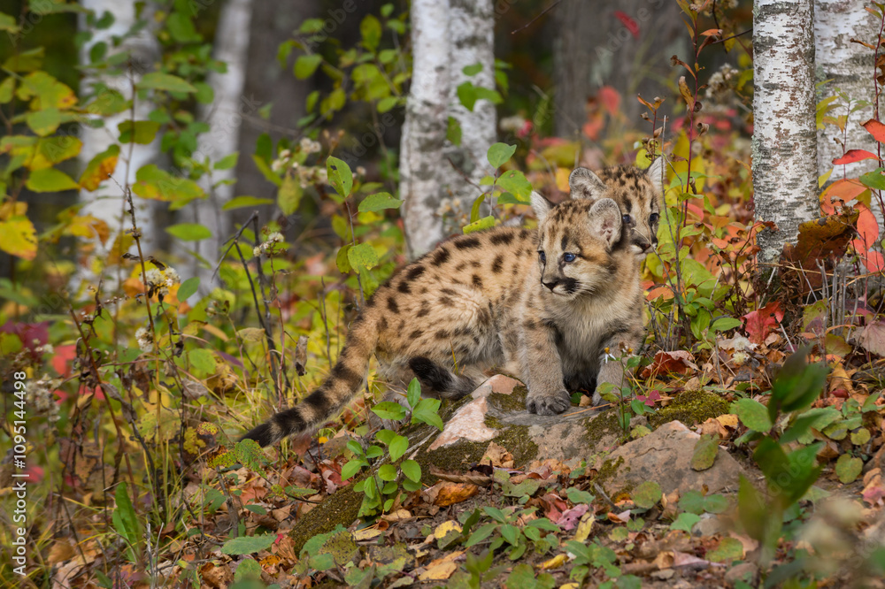 Cougar Kittens (Puma concolor) Stand Close Together Near Edge of Birch Woods Autumn